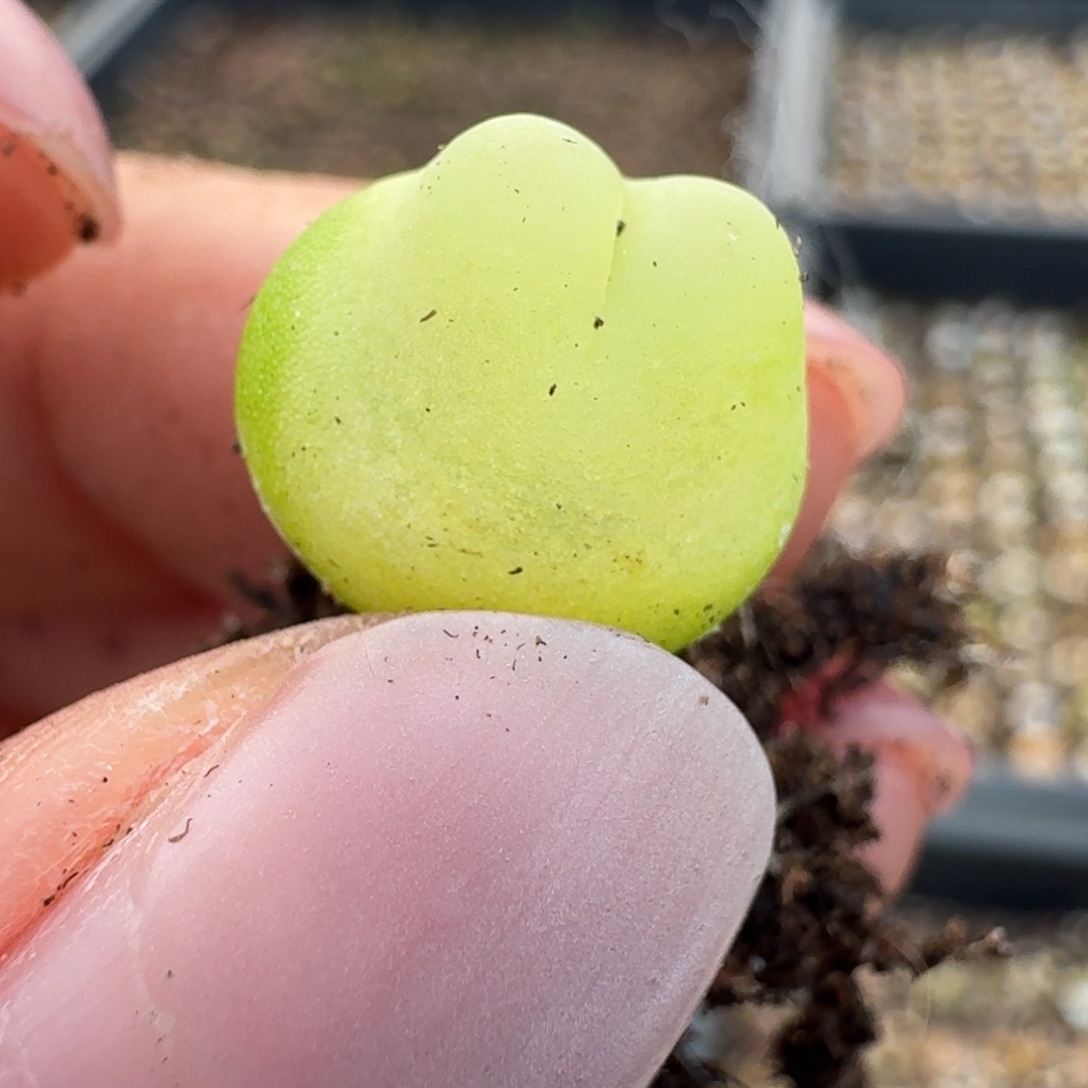 499拉拉四年尺寸1.2zuo you