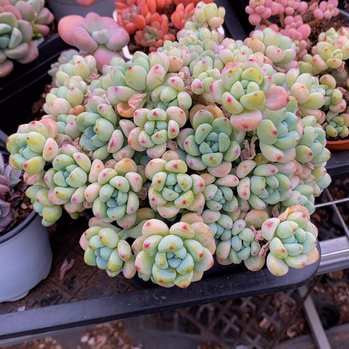 樱花罗琦不包整有砍19cm多肉植物