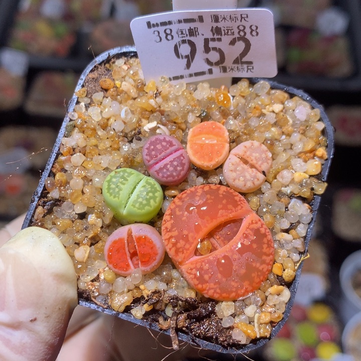 zzz精品生石花952