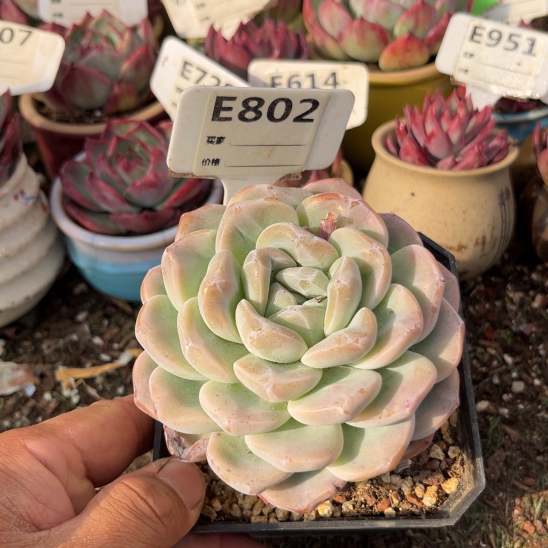 冰玉多肉植物提取802号