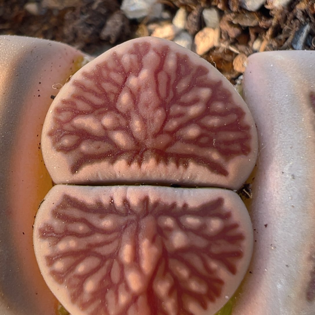 18多肉植物百科知识