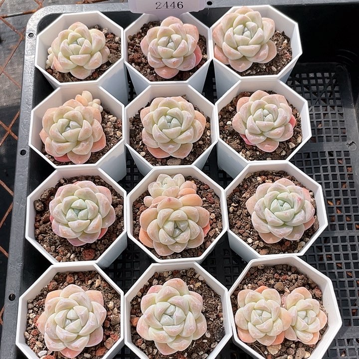 薇薇安园艺多肉2446