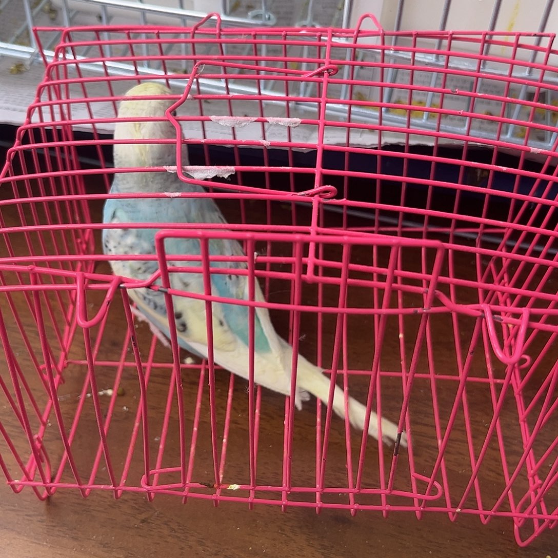 虎皮鹦鹉金彩鹦鹉