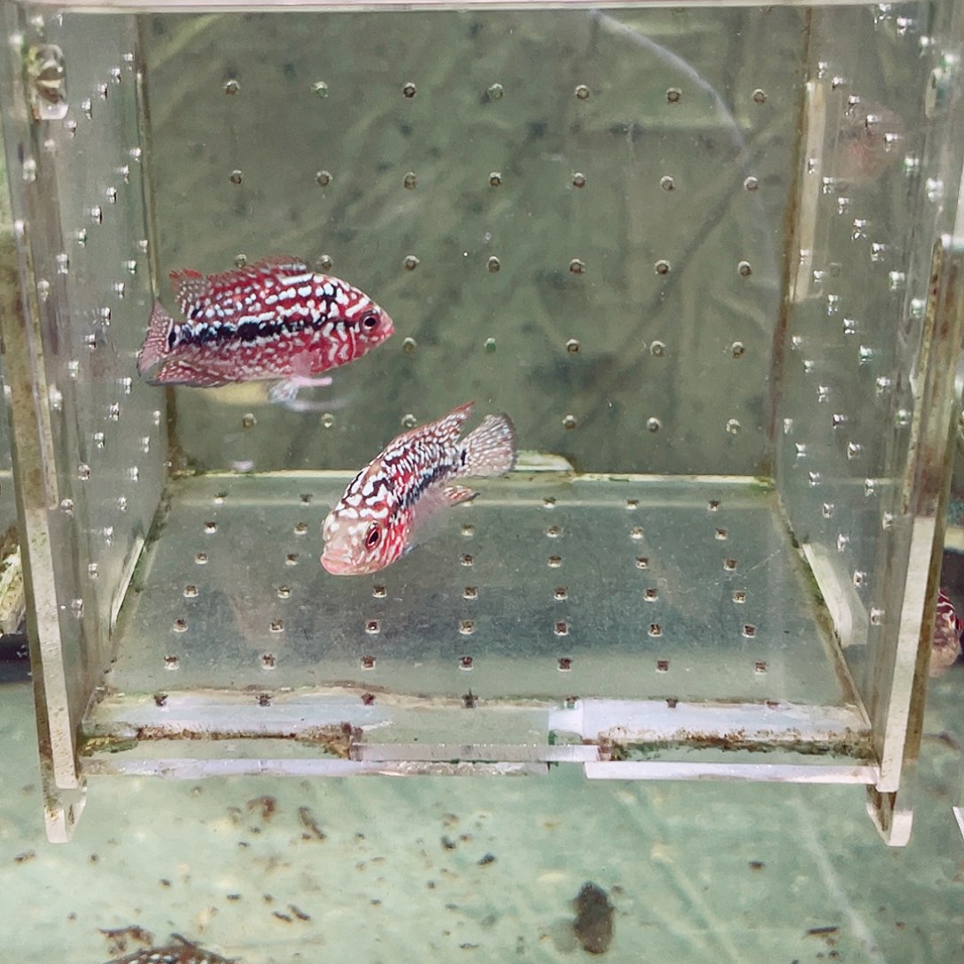 烈***风罗汉鱼金花罗汉鱼苗2条