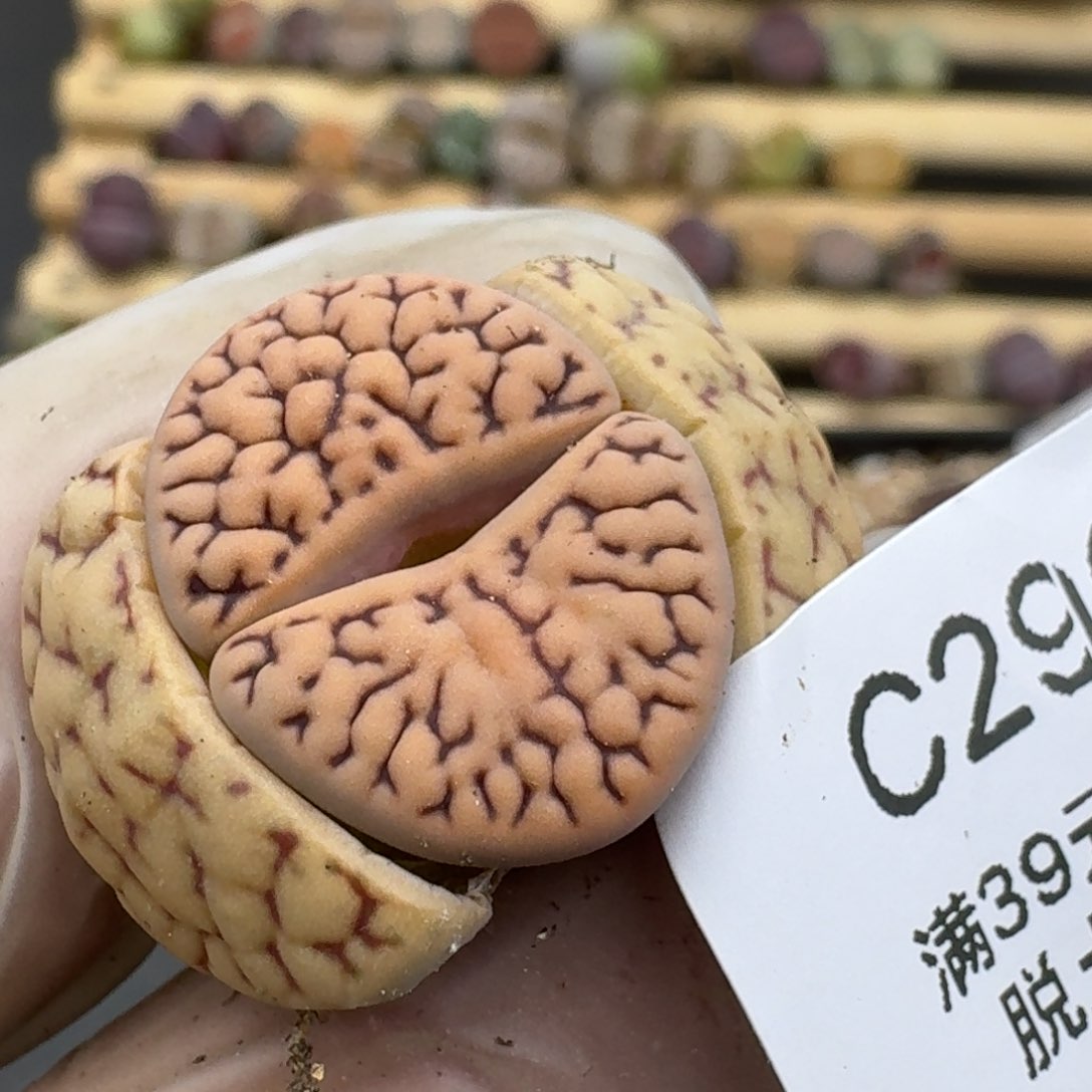 296哈哈哈哈哈哈哈哈