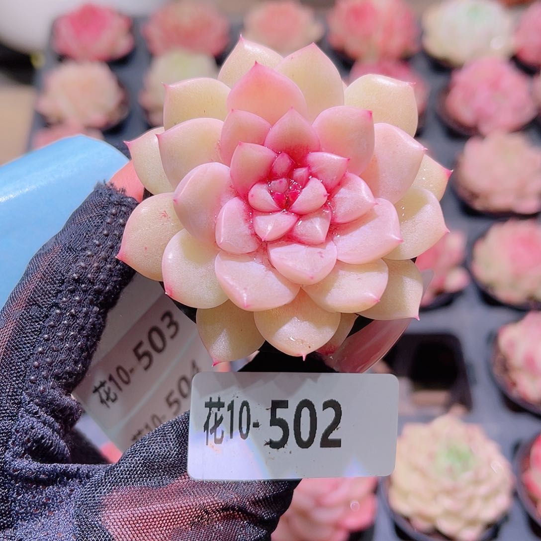 花利美10-502新品