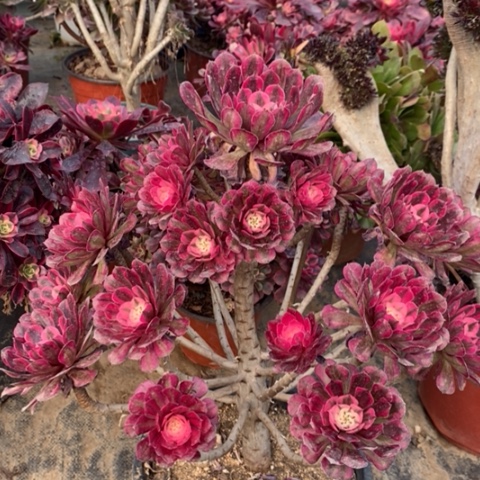 红桐白有断枝多肉植物036