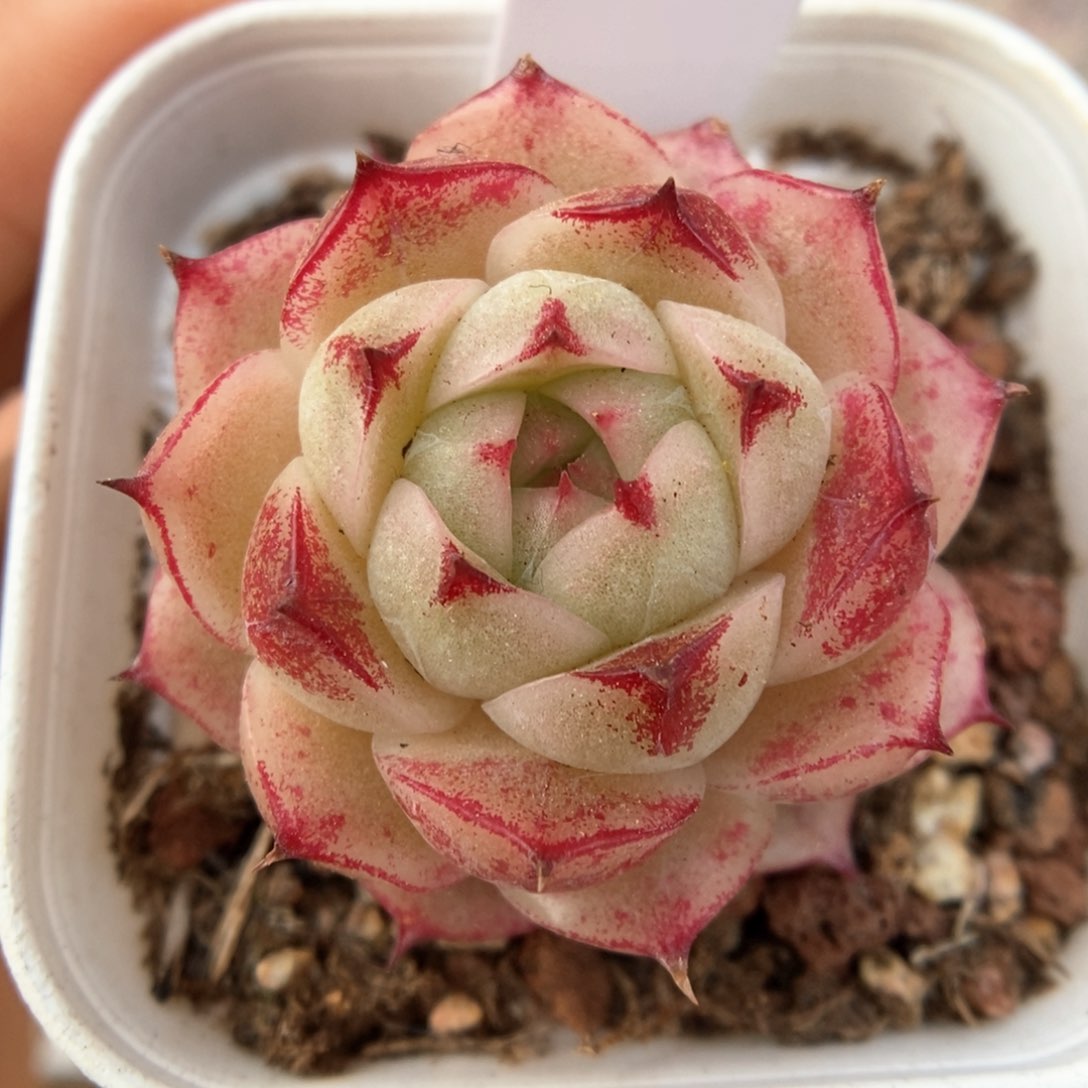 边线麦秆可拍319号。     