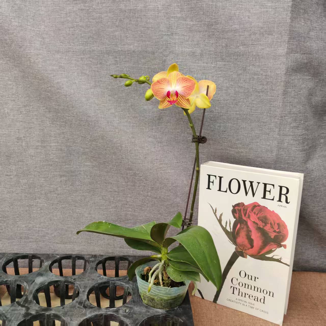 【元宝】蝴蝶兰室内种植观赏送礼带花发货