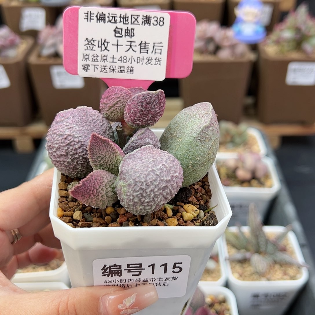 115哈默猪肝多肉植物