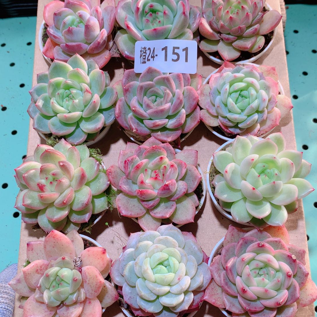 24-151一物一拍多肉带盆18颗