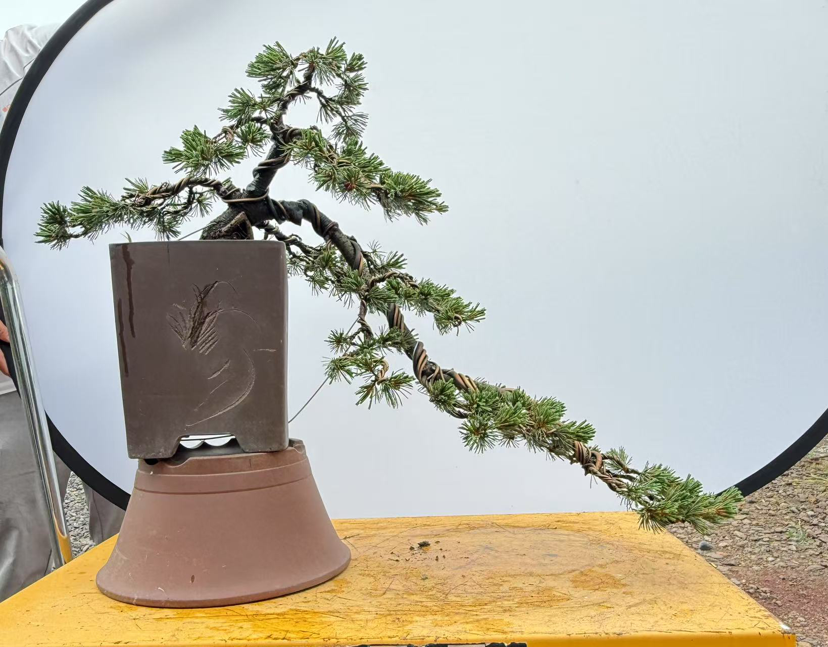 五针松中小盆放漏直播间一物一拍迎客松造型真树盆景