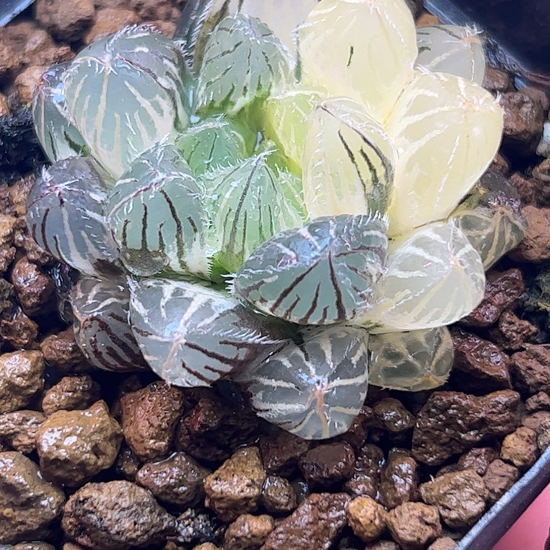 秋祭锦十二卷多肉植物