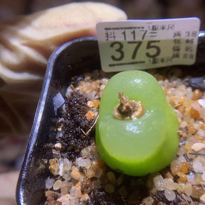 精品生石花117.375