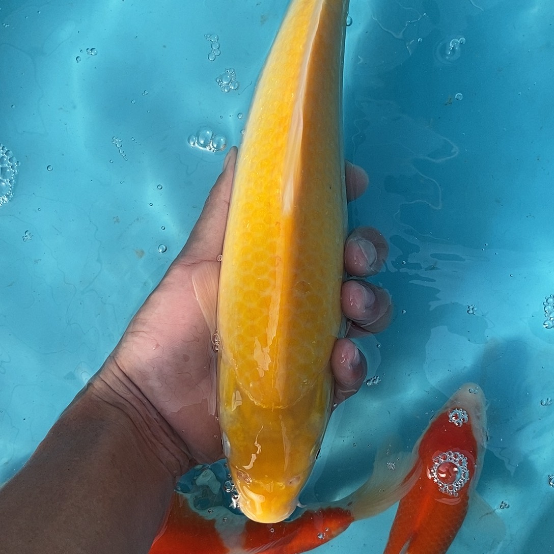 锦鲤32公分顺丰到付不包邮