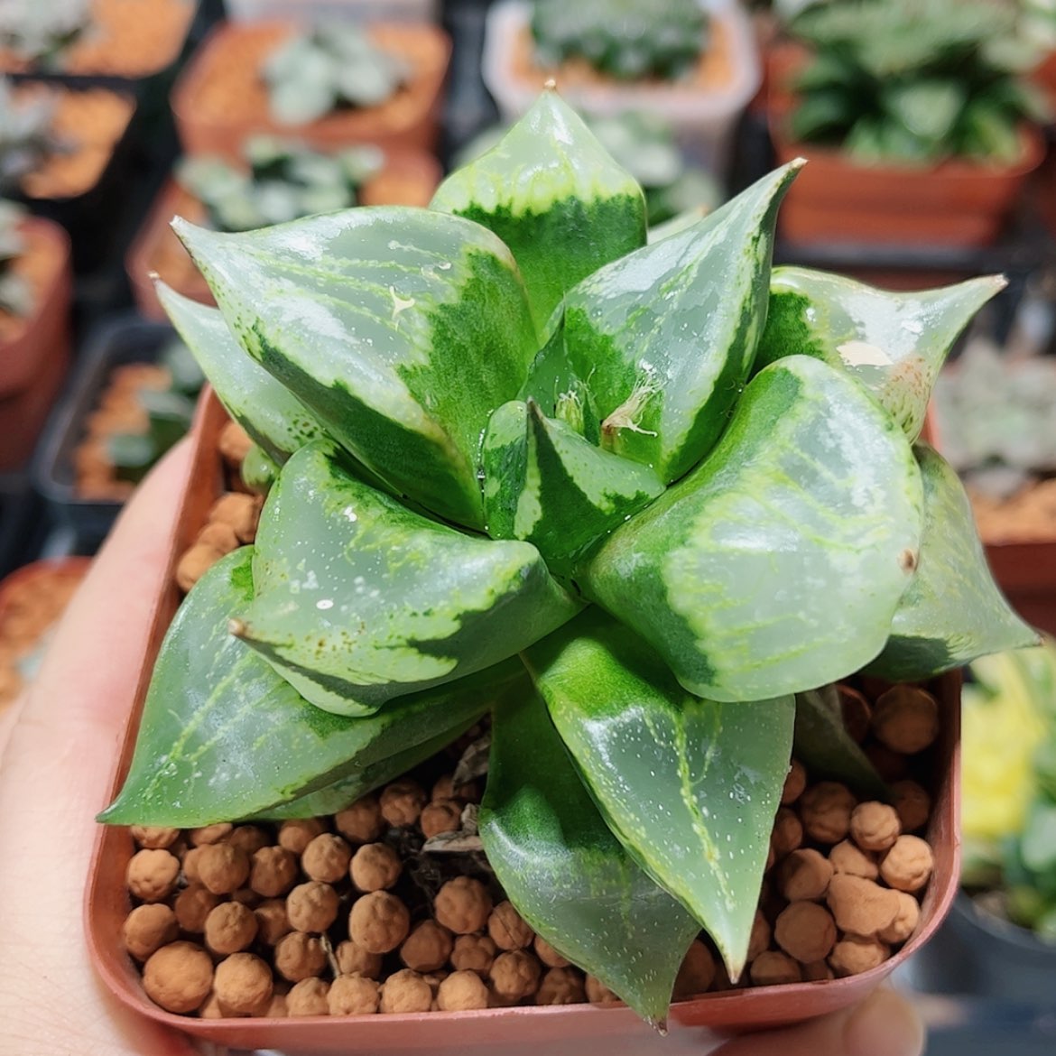 【闪购商品】裹斑若