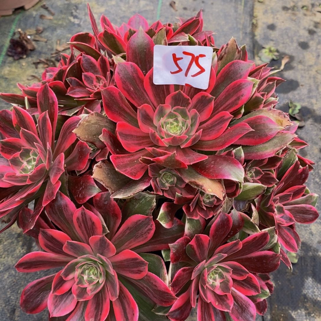 575多肉法师植物浣沙