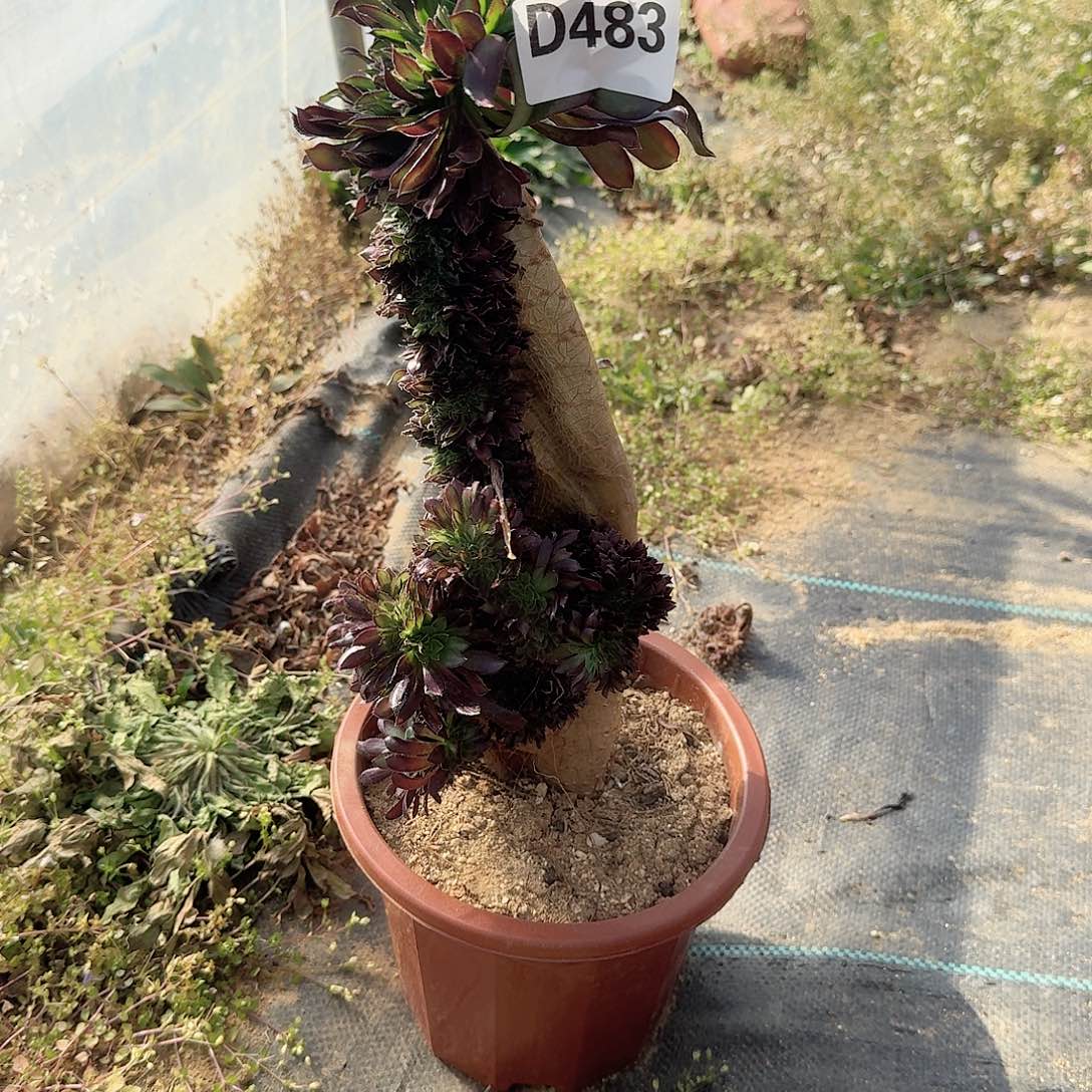 483黑法师一颗呀呀