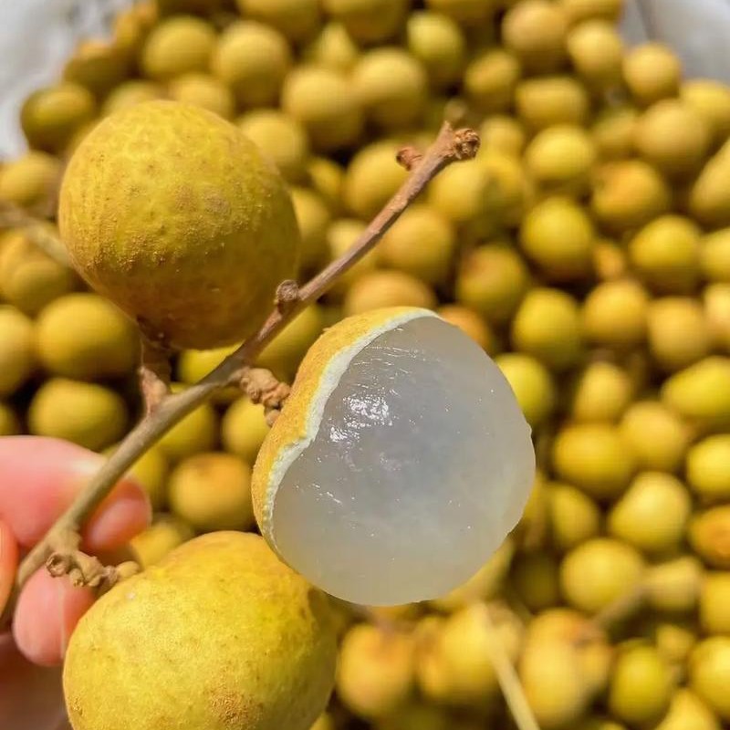 泰国小籽龙眼（1）斤