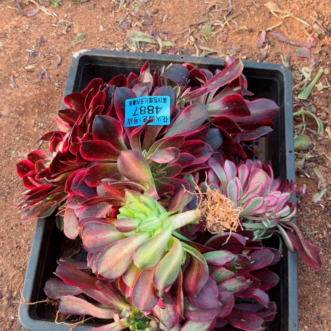 福组合4887多肉植物