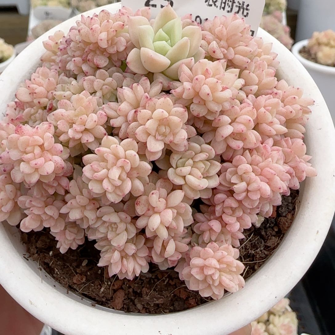 【闪购商品】0129-23麦杆缀化