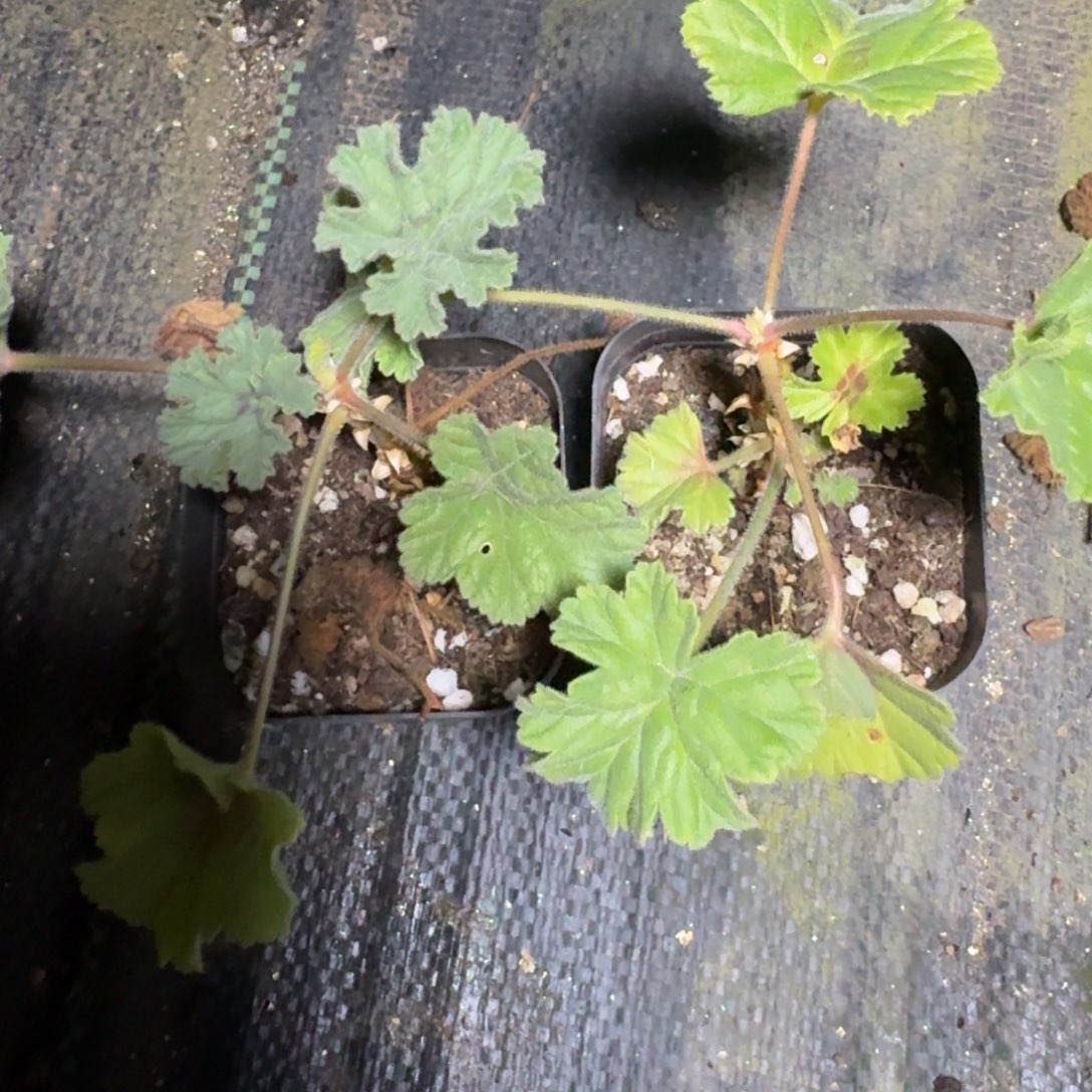 冰淇淋洋葵1颗量拍多肉植物