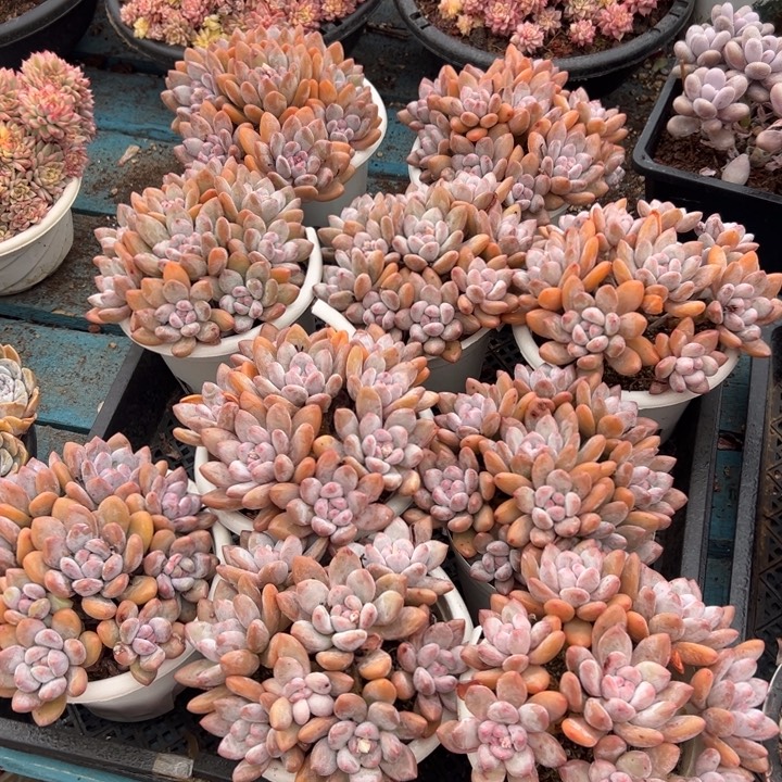 精品多肉植物老桩香水随机发一棵