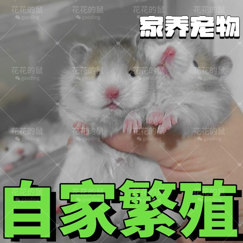 家养长毛金丝熊卷毛波利短毛仓鼠可爱健康温顺宠物