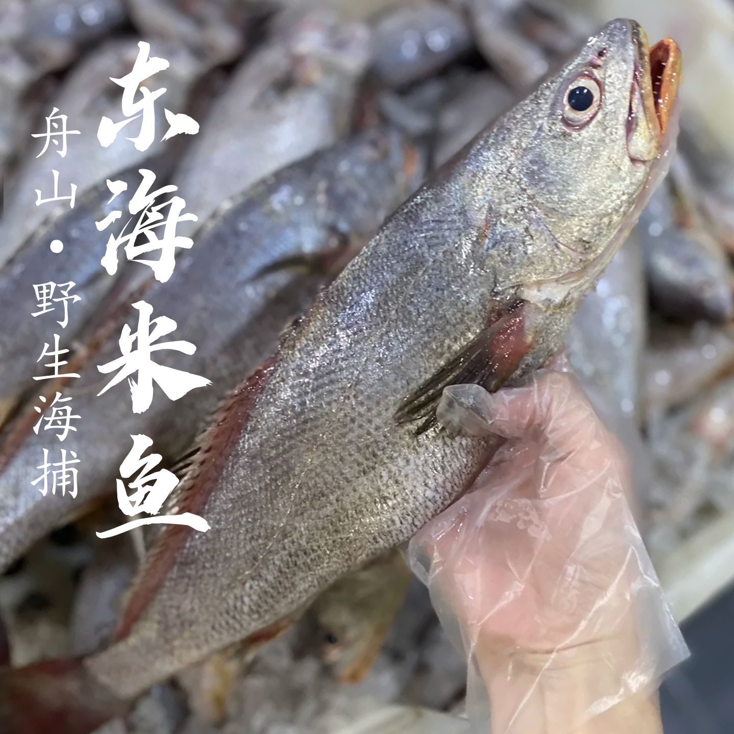 舟山本港大米鱼鮸鱼一斤多一条