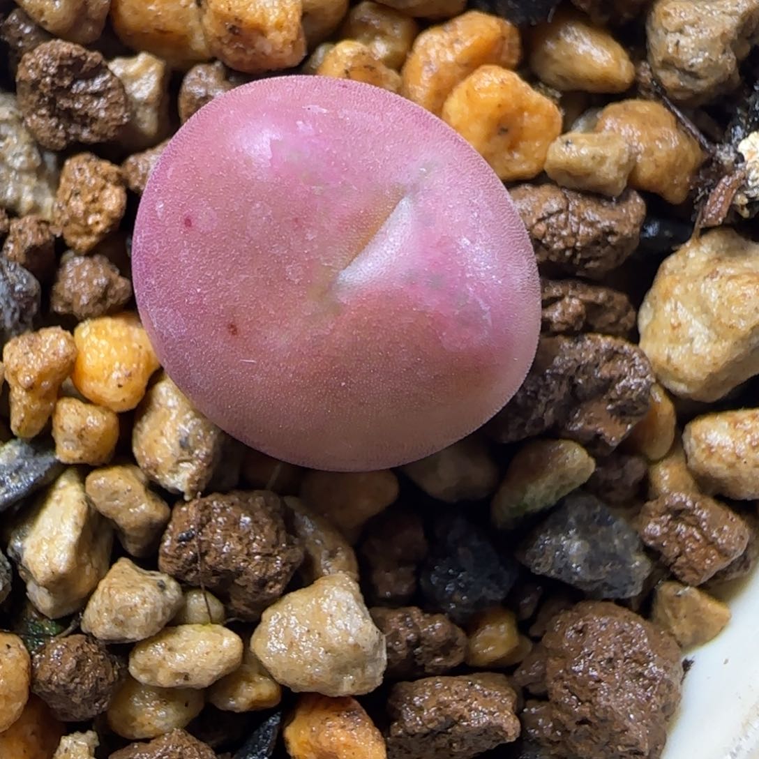 2.15号多肉将杂40号