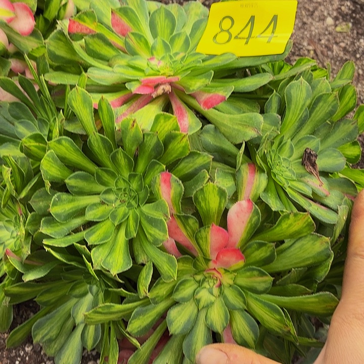 多肉植物福利来844个