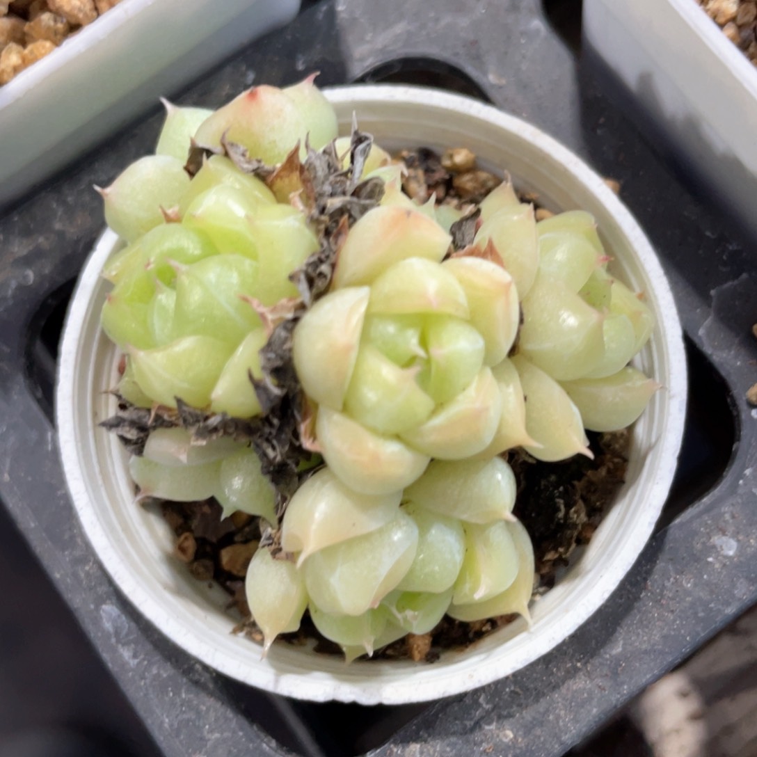 优选麦杆福利795