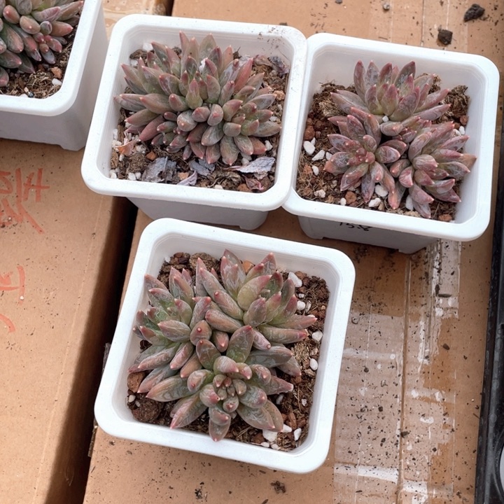 青提15.8一盆88888888