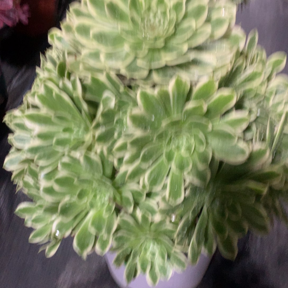 未央138福利走一颗未*！