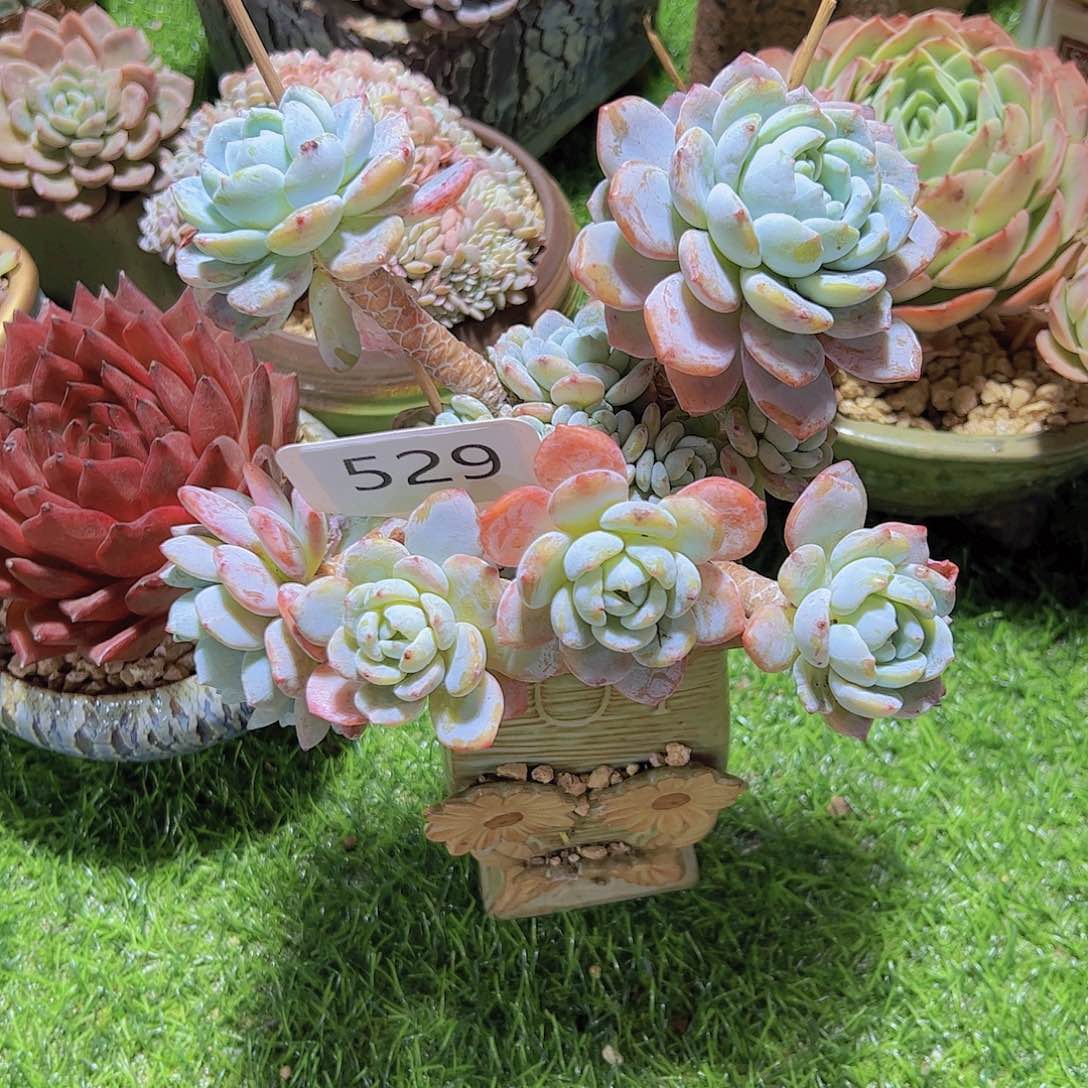 苹*树529冷香19.9元元友