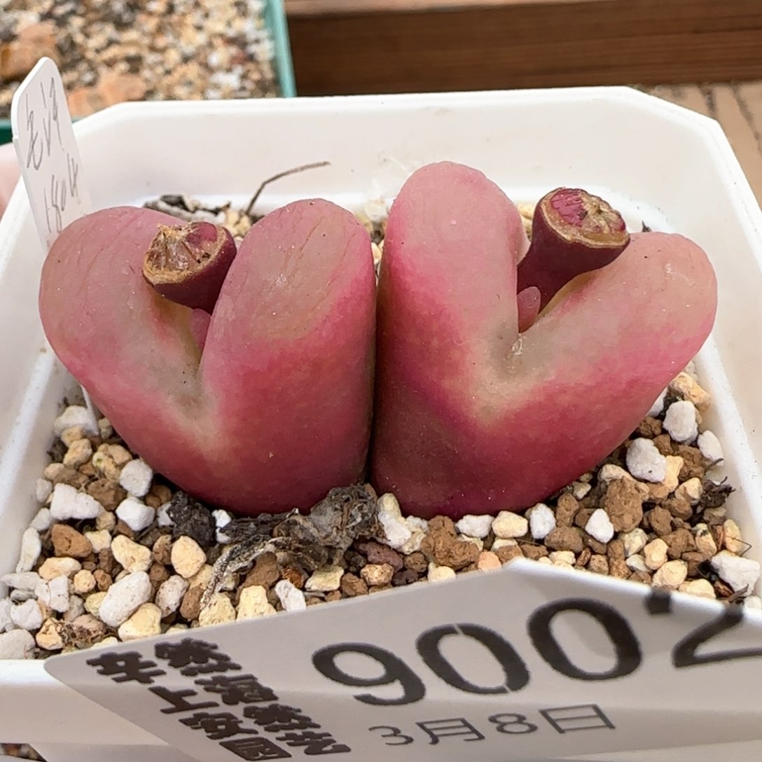 3.8，心心相印粉色毛，9002