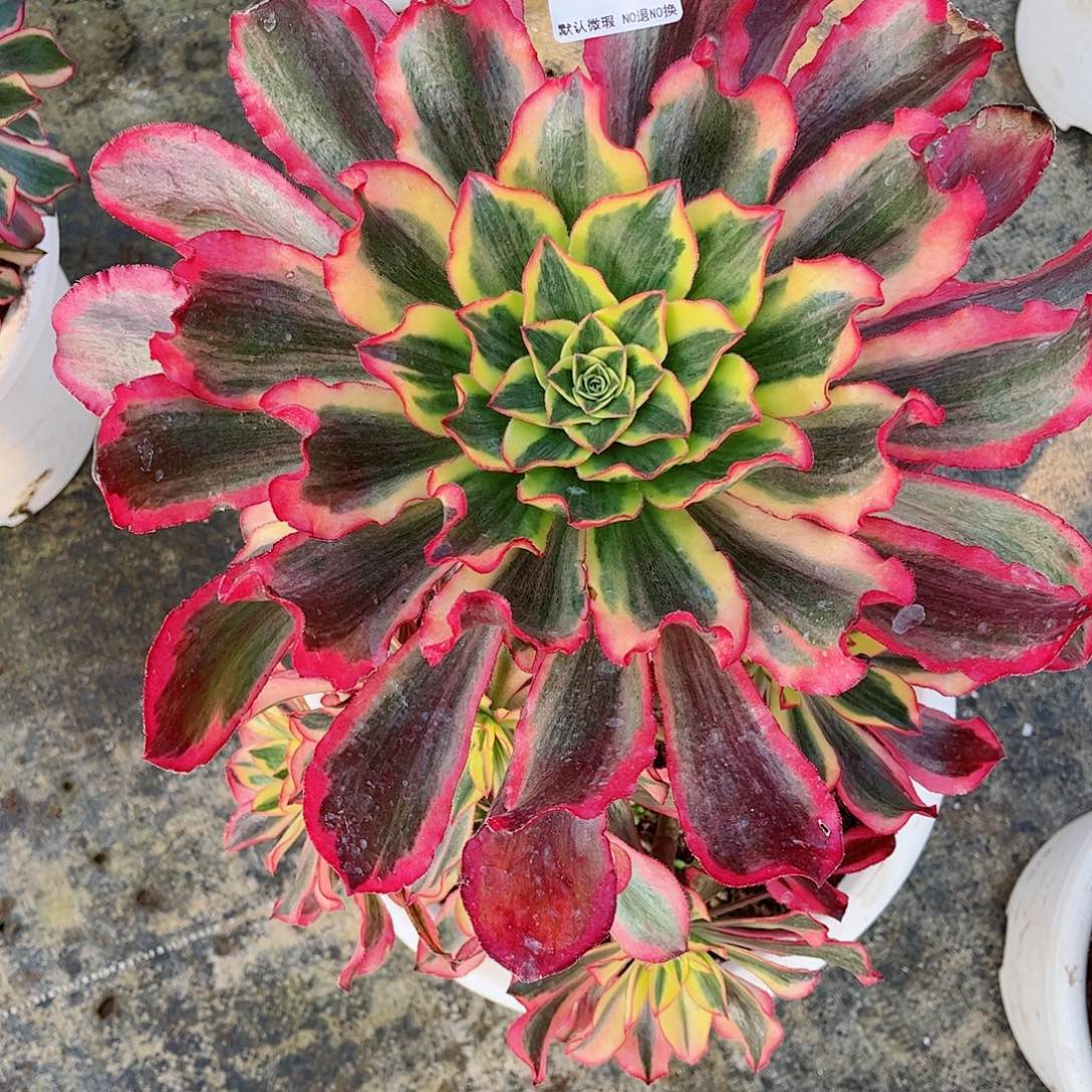 无花朵可*多肉植物魅影228
