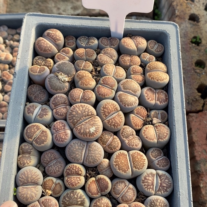 包***a生石花等植物的生长发育217