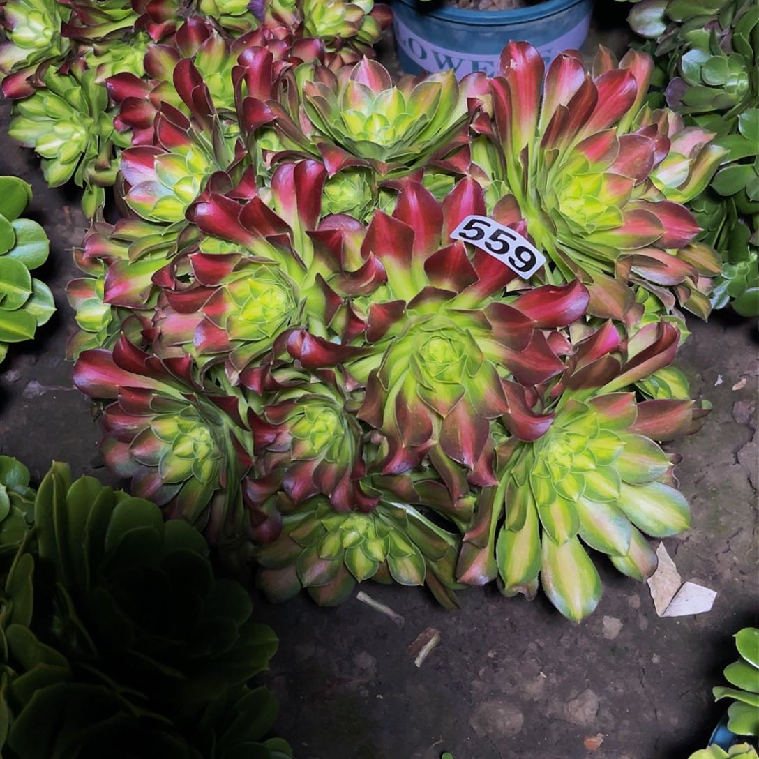 法师法师13/32包邮法师