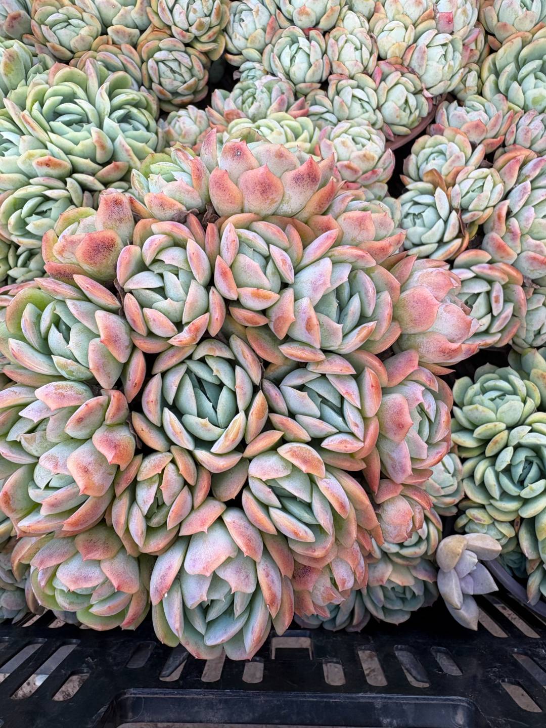 120# 烟脂贝瑞  脱土土 多肉植物产地产品 以直播展示为准