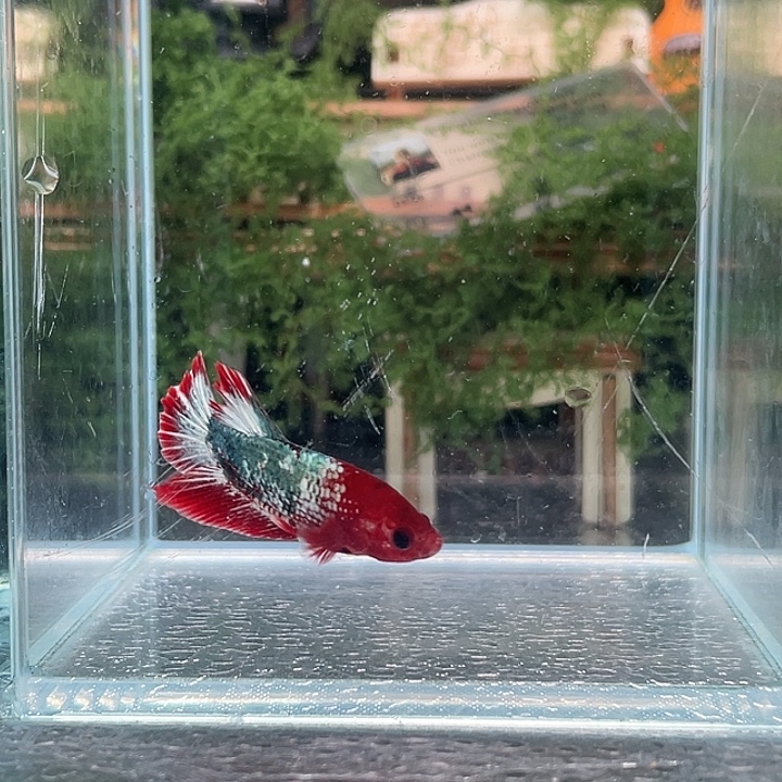 斗鱼听风观赏斗鱼