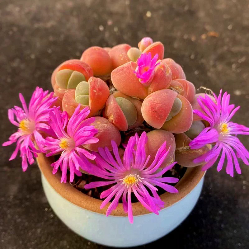 无比玉精灵玉多肉植物粉色多肉绿植盆栽