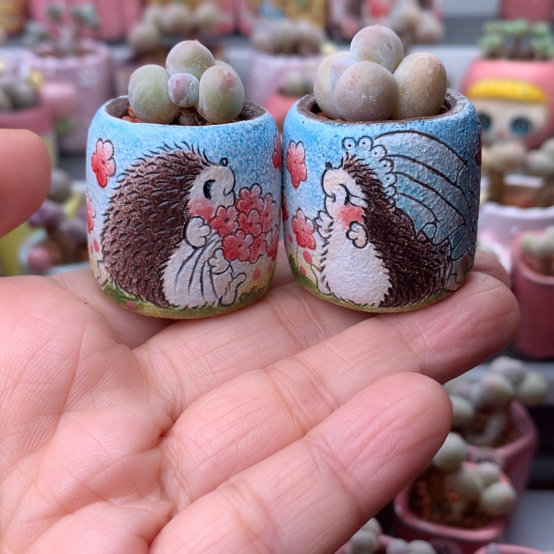 米可奶酪带盆发货