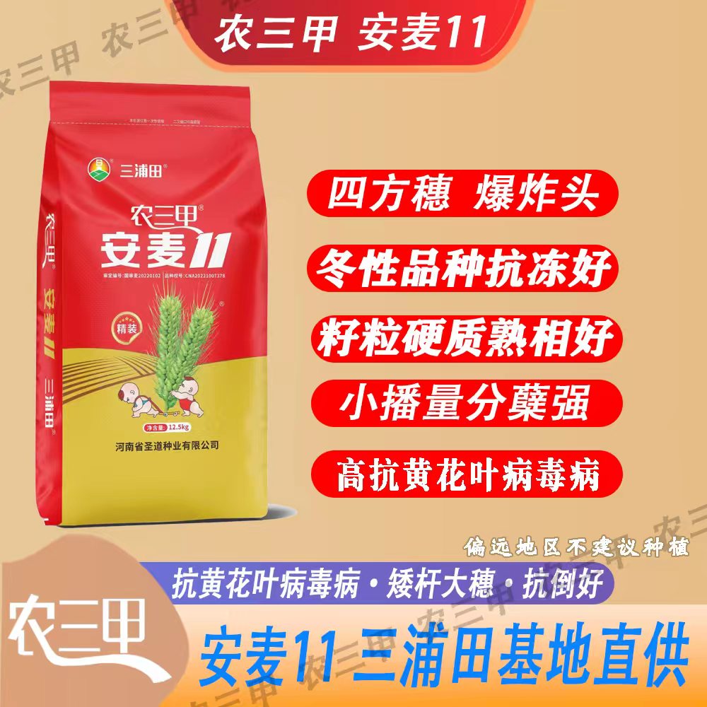 农三甲安麦11（辰科 大华）矮杆大穗 高产耐旱产量高