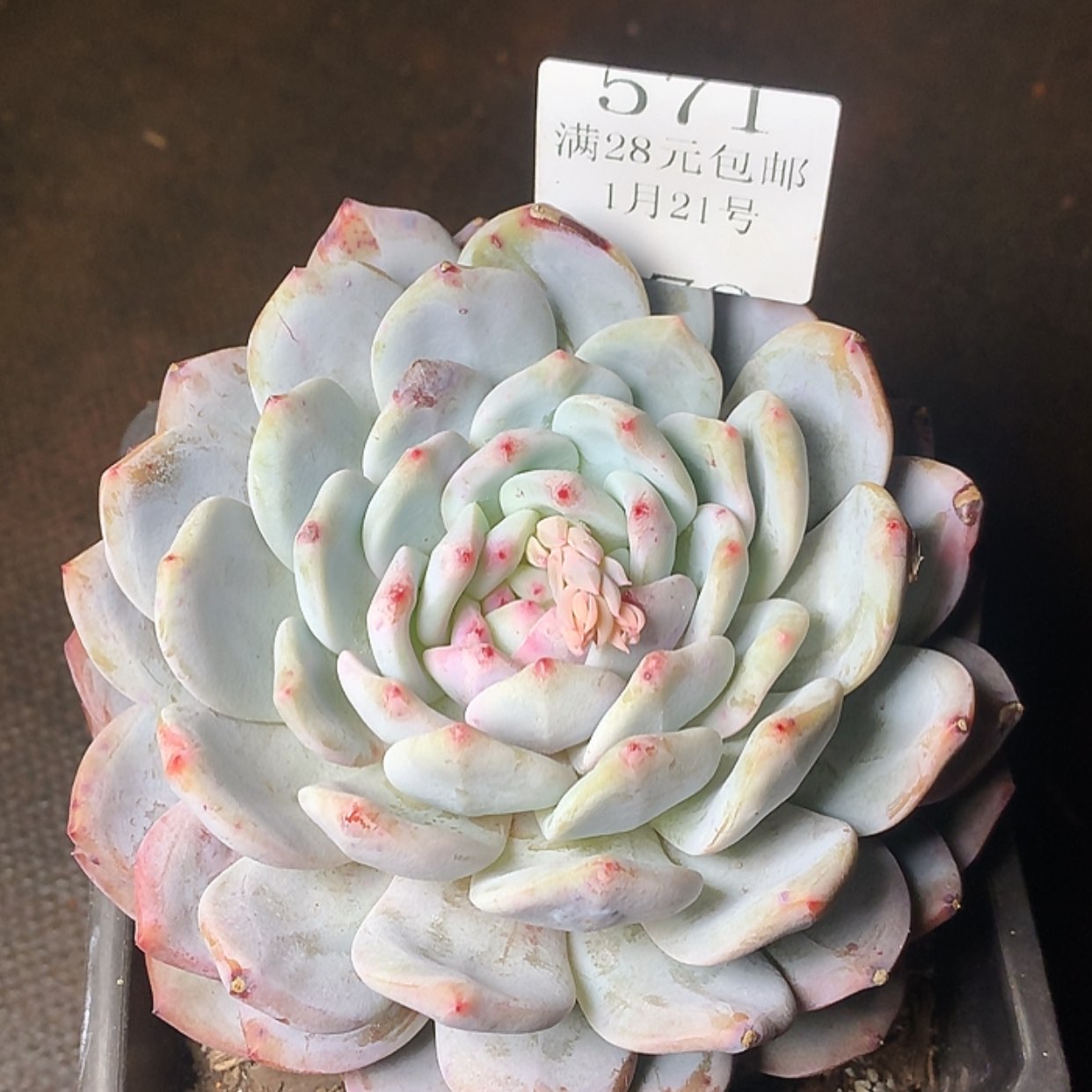 【闪购商品】云571