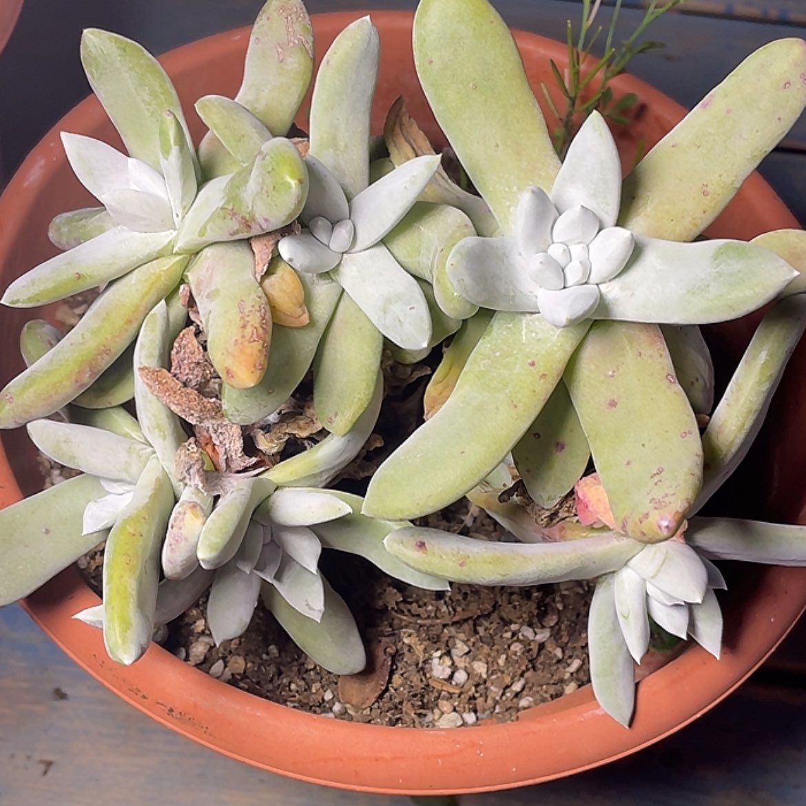 【闪购商品】拇指老庄特价不售后