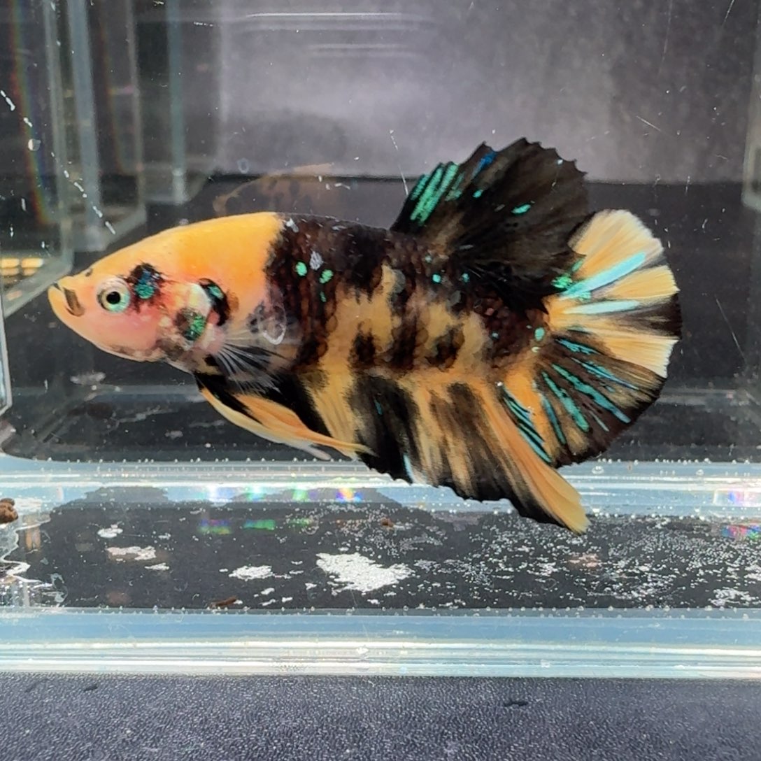 海水鱼8号拍品印尼斗鱼