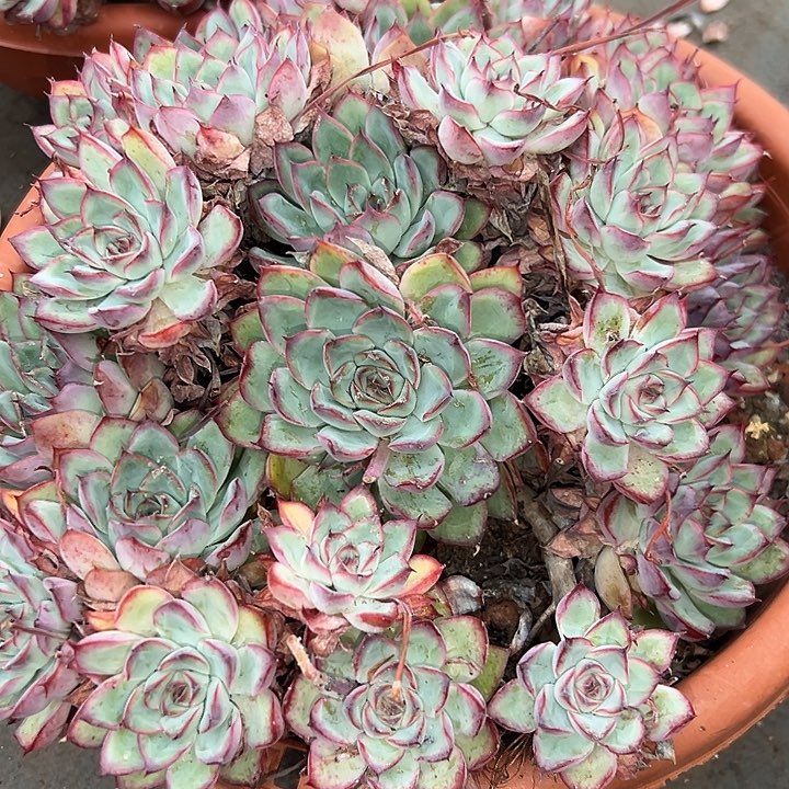 无花朵超大荷花。         