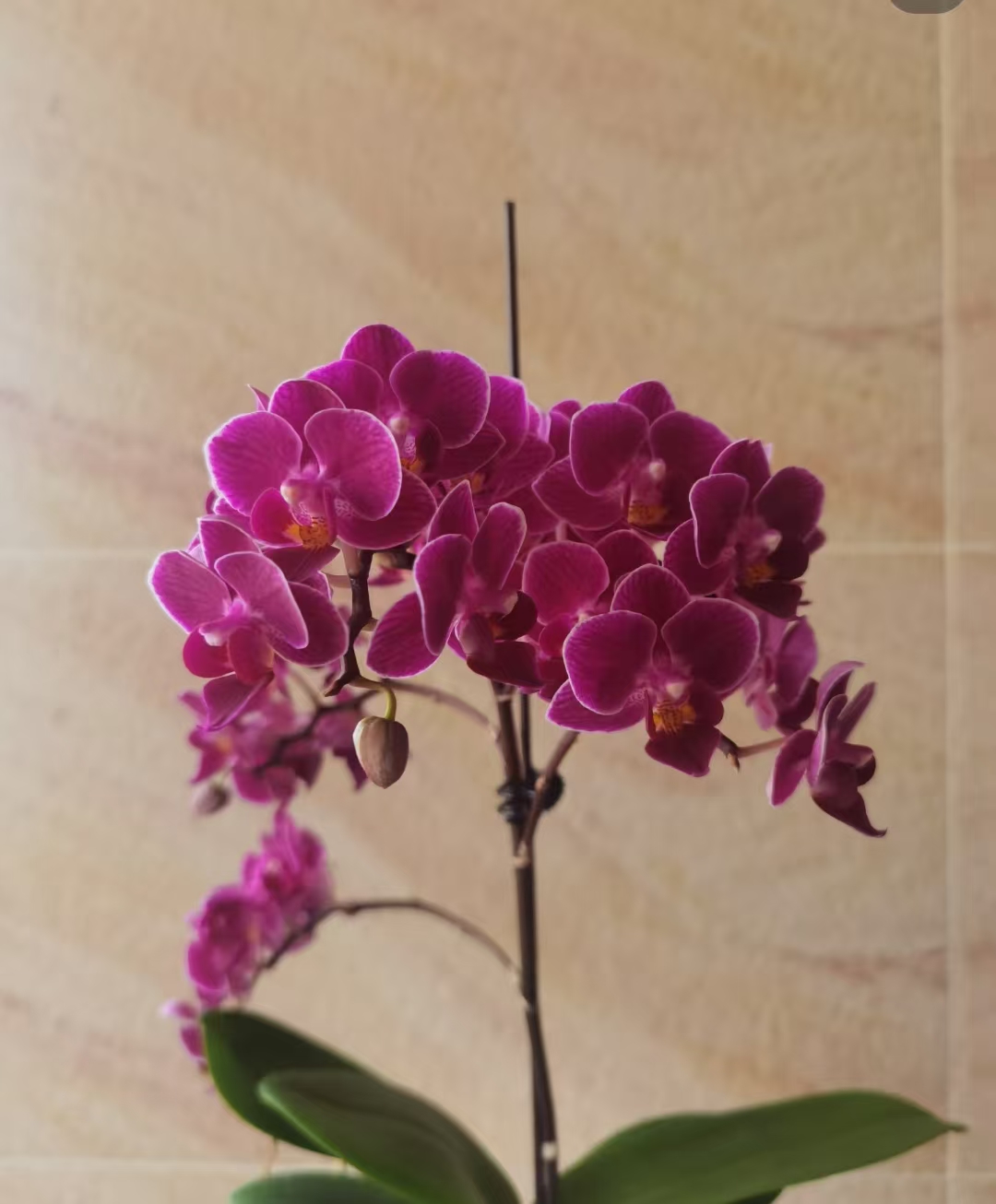 双剑【金叶咖啡兰花蝴蝶兰室内盆栽2.8杯。】没有开花兰花