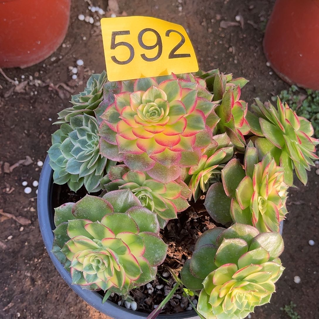 592海仙儿多肉植物多肉